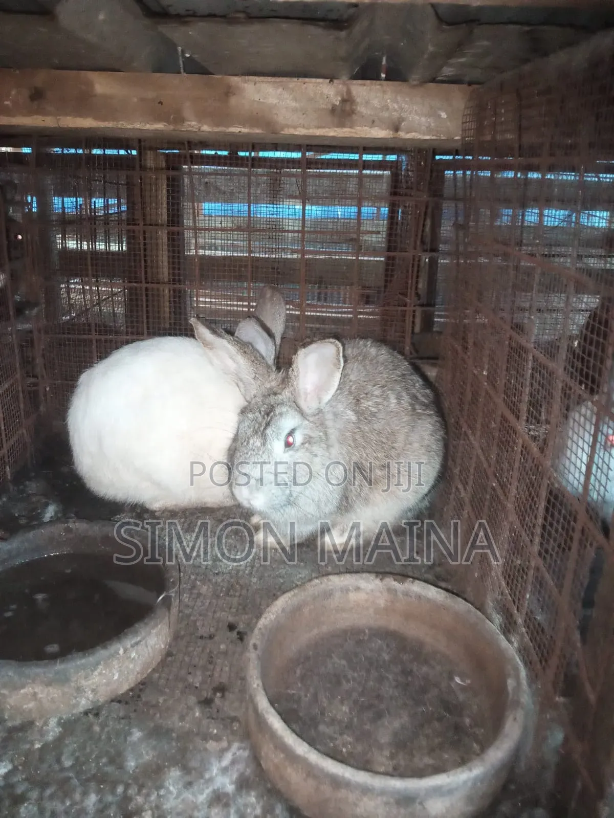Rabbits for Sale