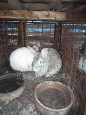 Rabbits for Sale