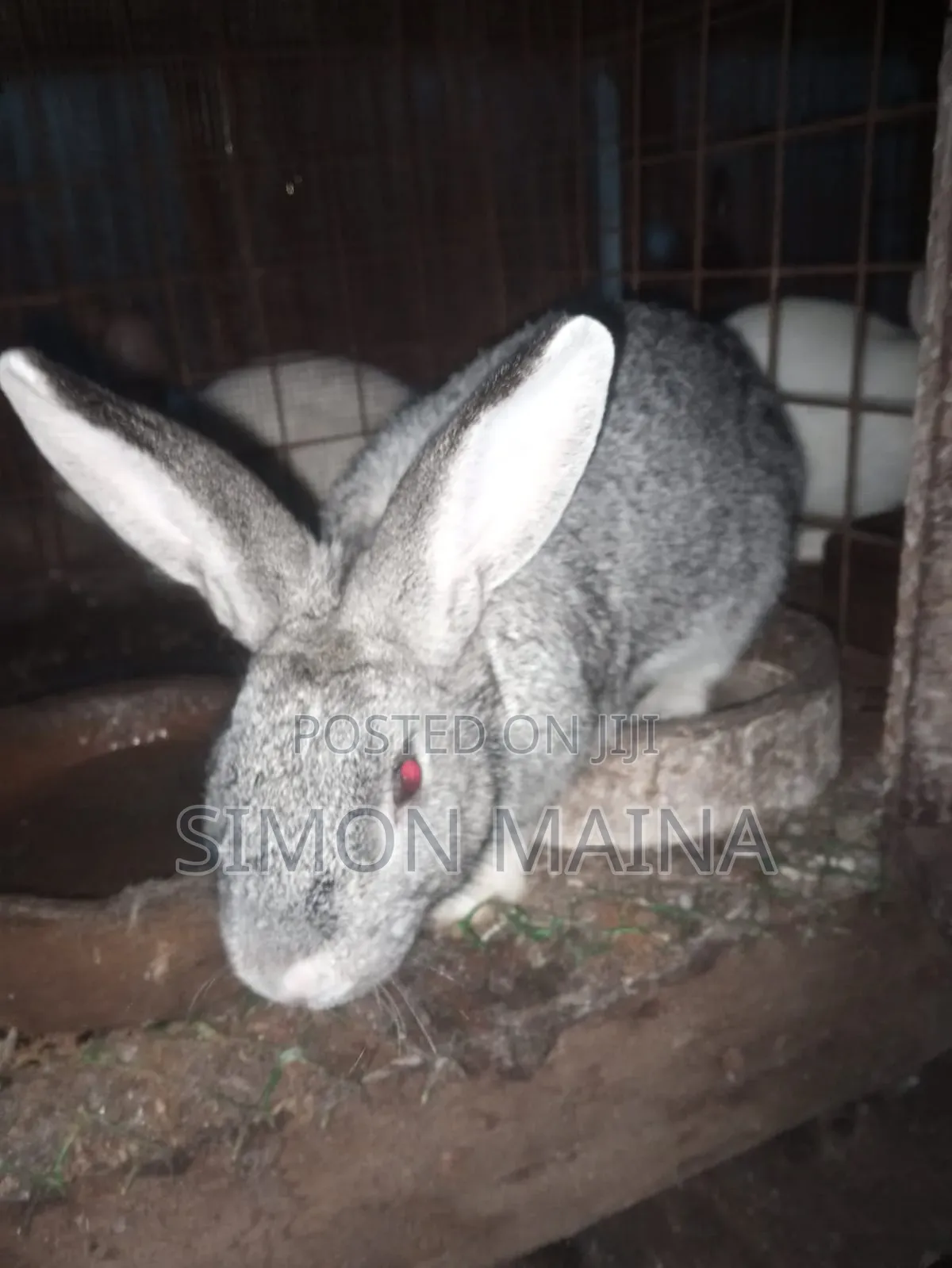 Rabbits for Sale