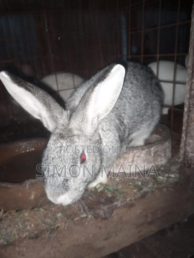 Rabbits for Sale - thumbnail 6