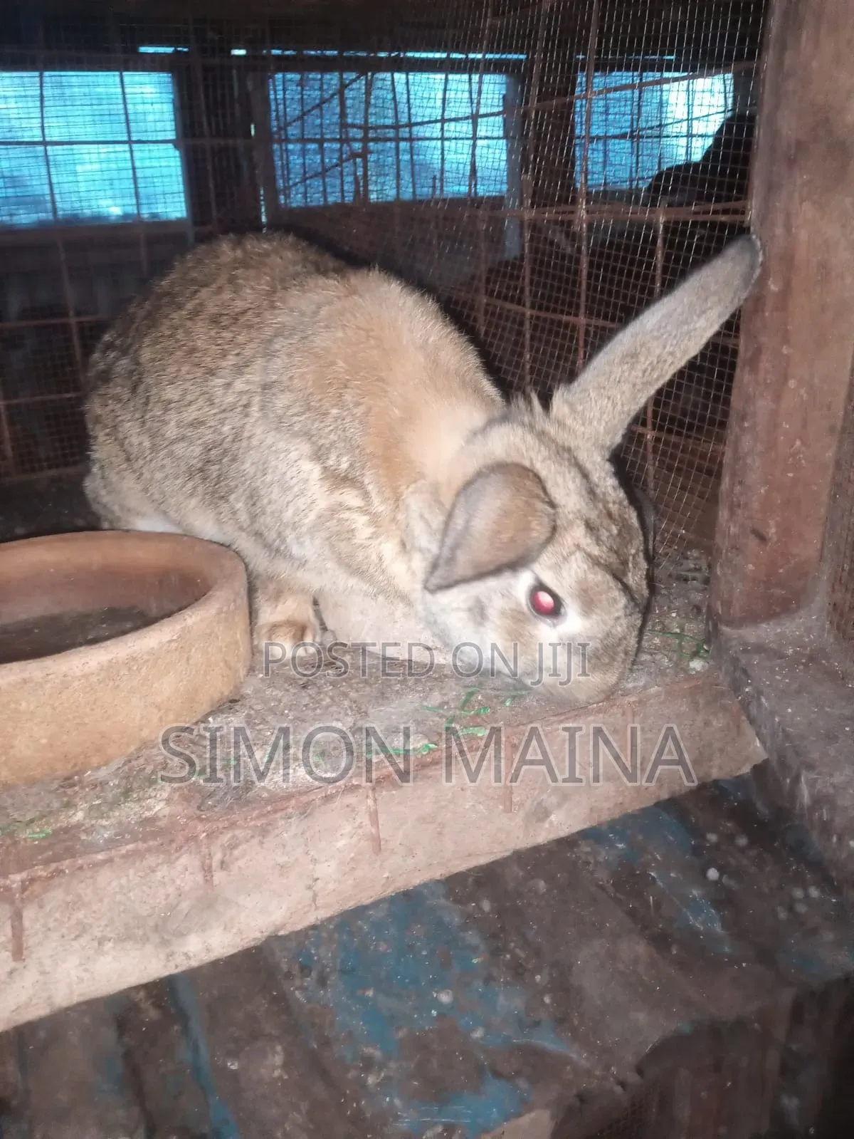 Rabbits for Sale