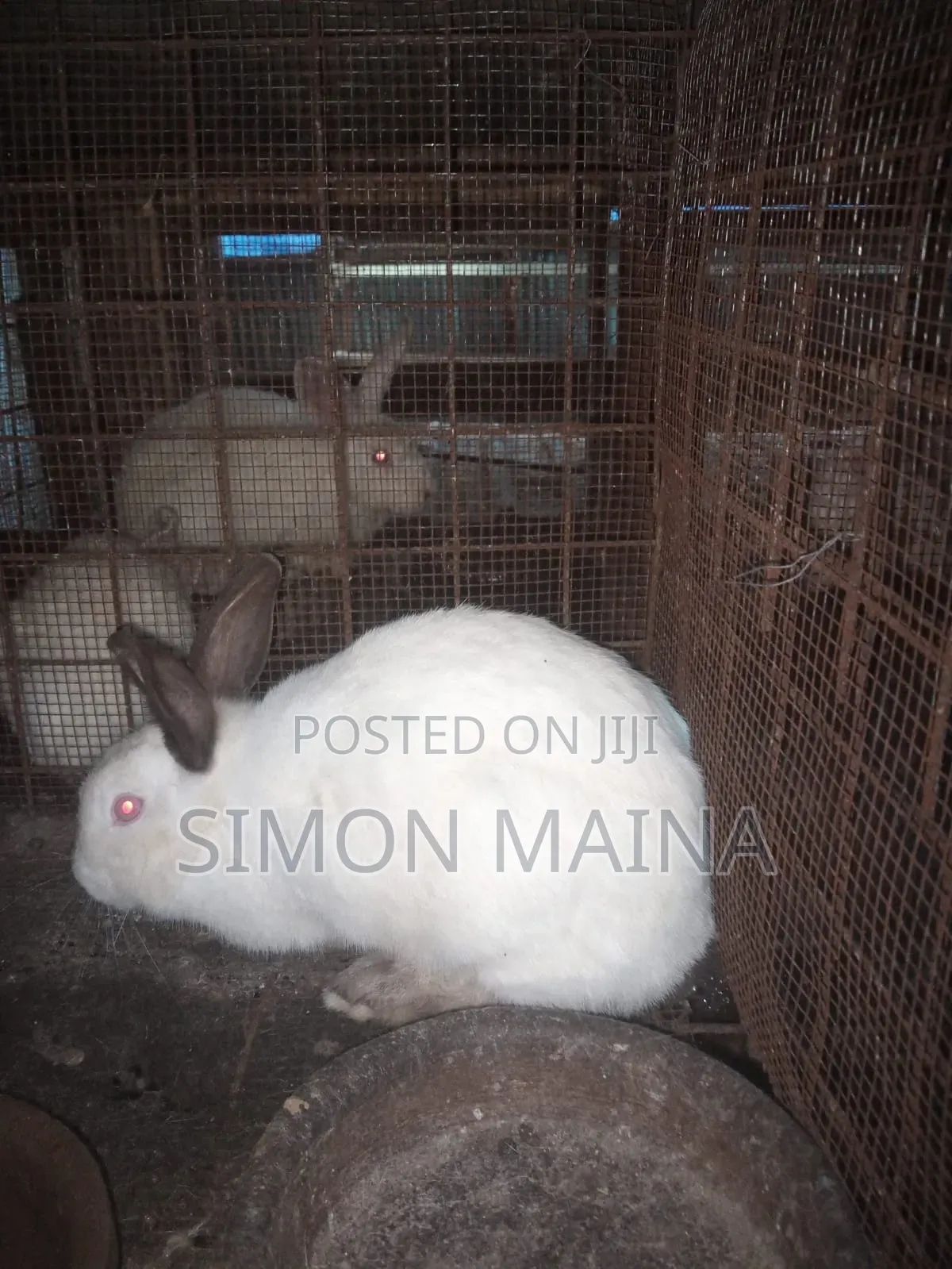 Rabbits for Sale