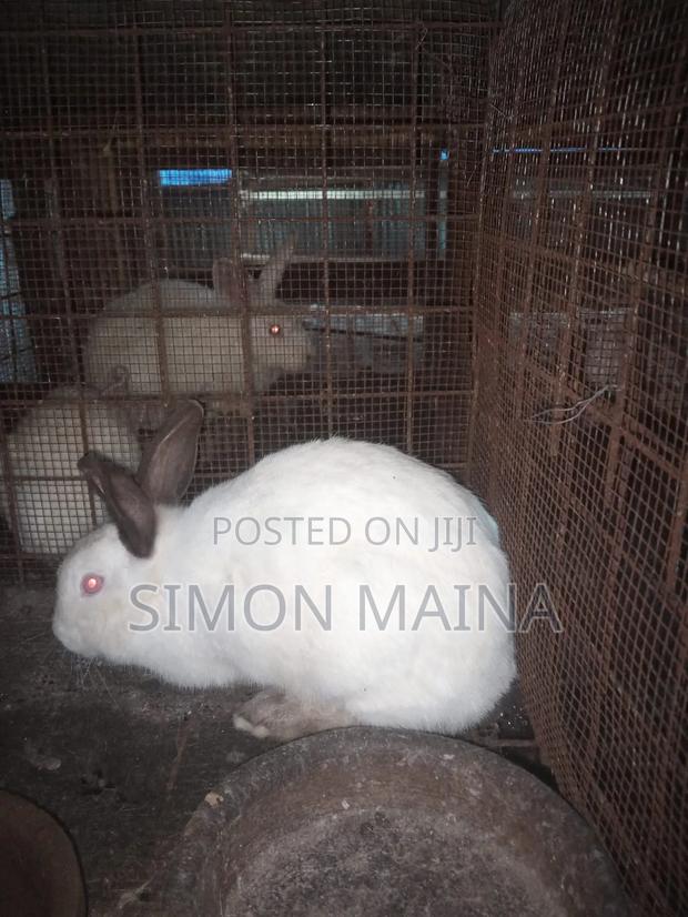 Rabbits for Sale - thumbnail 8
