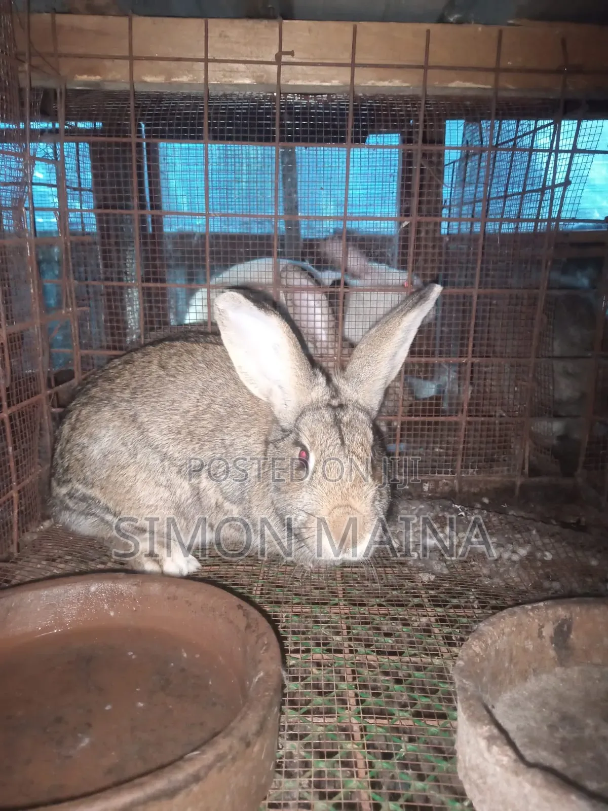 Rabbits for Sale