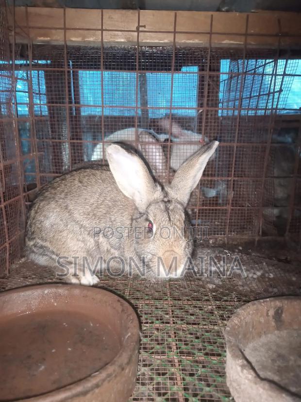 Rabbits for Sale - thumbnail 9