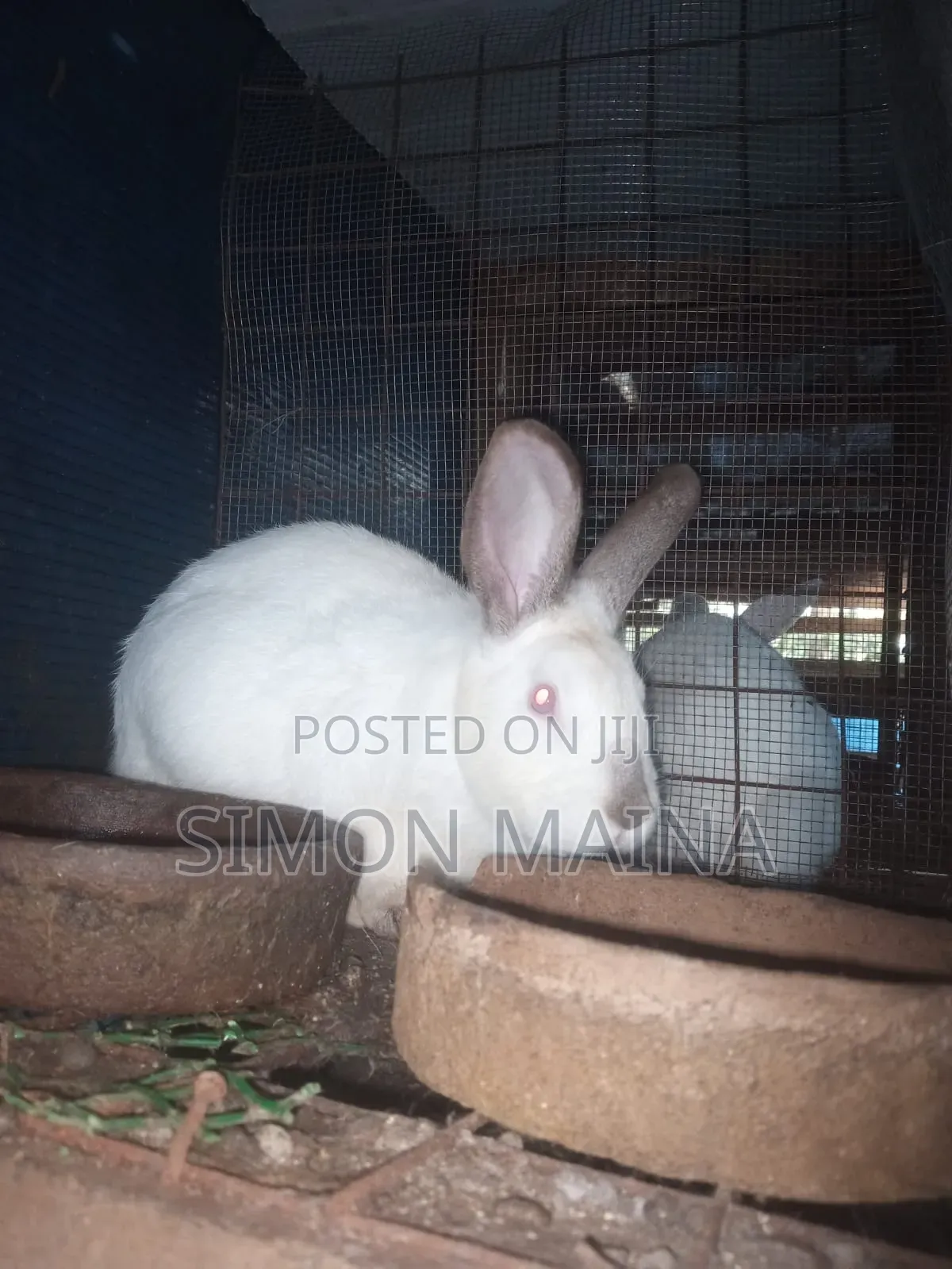 Rabbits for Sale