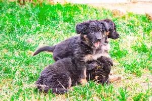 3-6 months Female Purebred German Shepherd