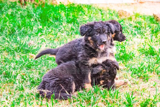 3-6 months Female Purebred German Shepherd