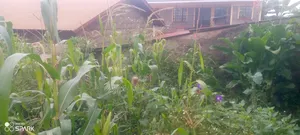 Banana Gachorua 100/100 Plot for Sale