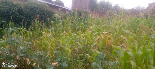 Banana Gachorua 100/100 Plot for Sale - thumbnail 3