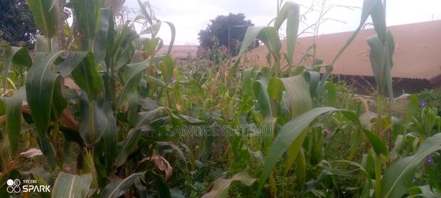 Banana Gachorua 100/100 Plot for Sale - thumbnail 5