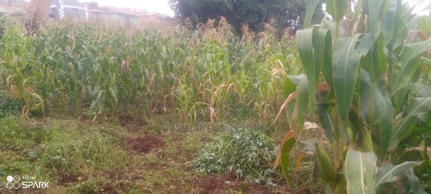 Banana Gachorua 100/100 Plot for Sale - thumbnail 6