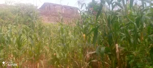 Ndederu 100/100 Plot for Sale