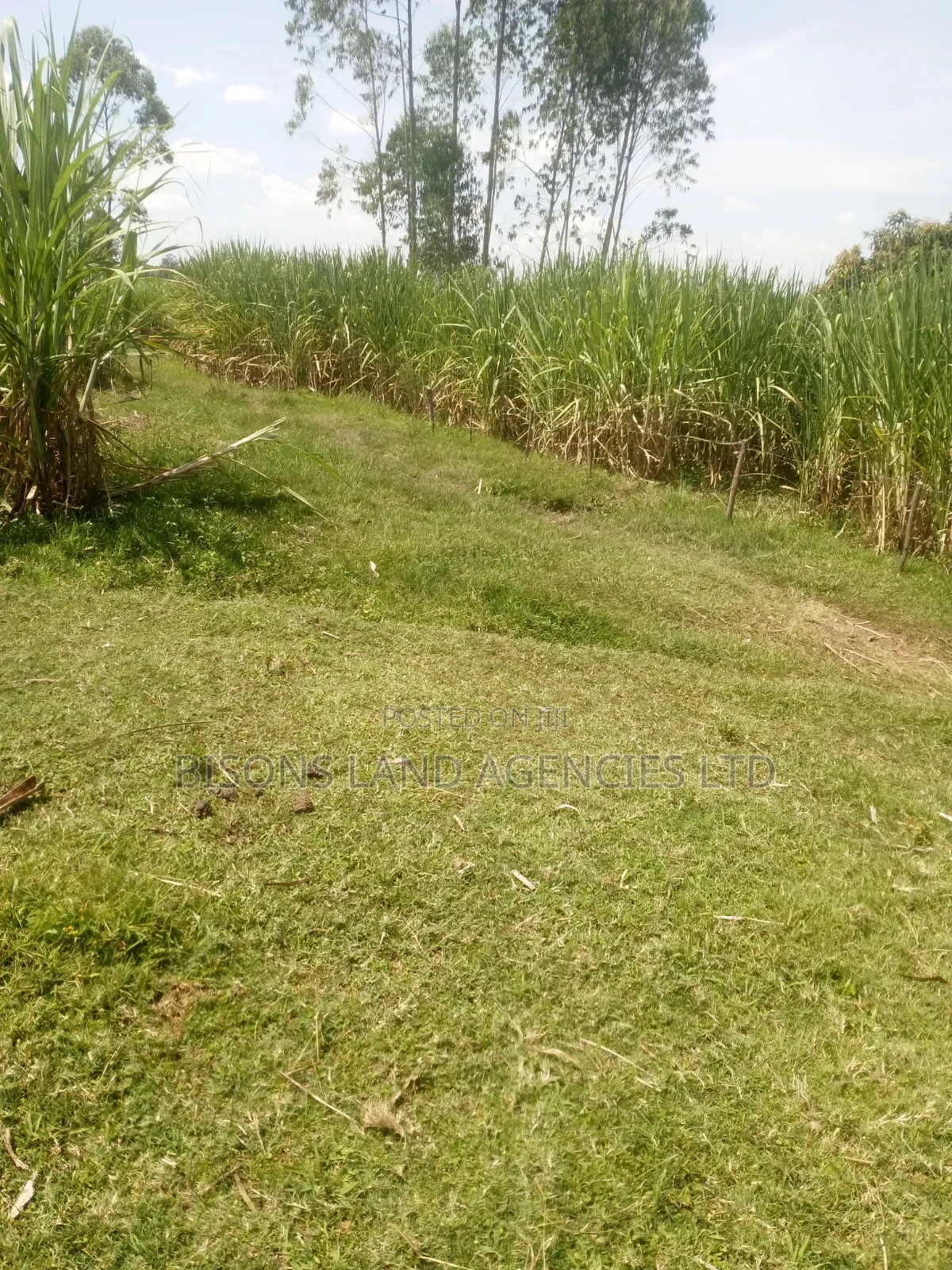 Available 11acre Land for Sale in Migori County