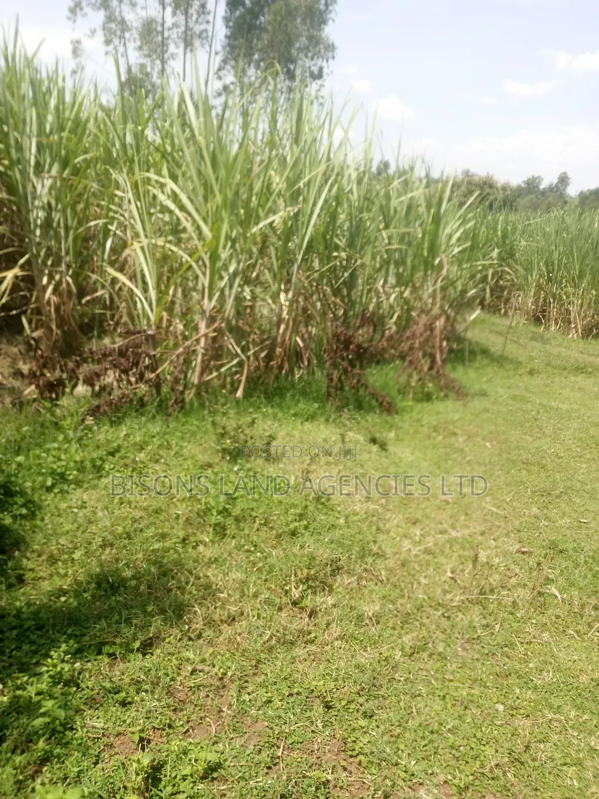 Available 11acre Land for Sale in Migori County
