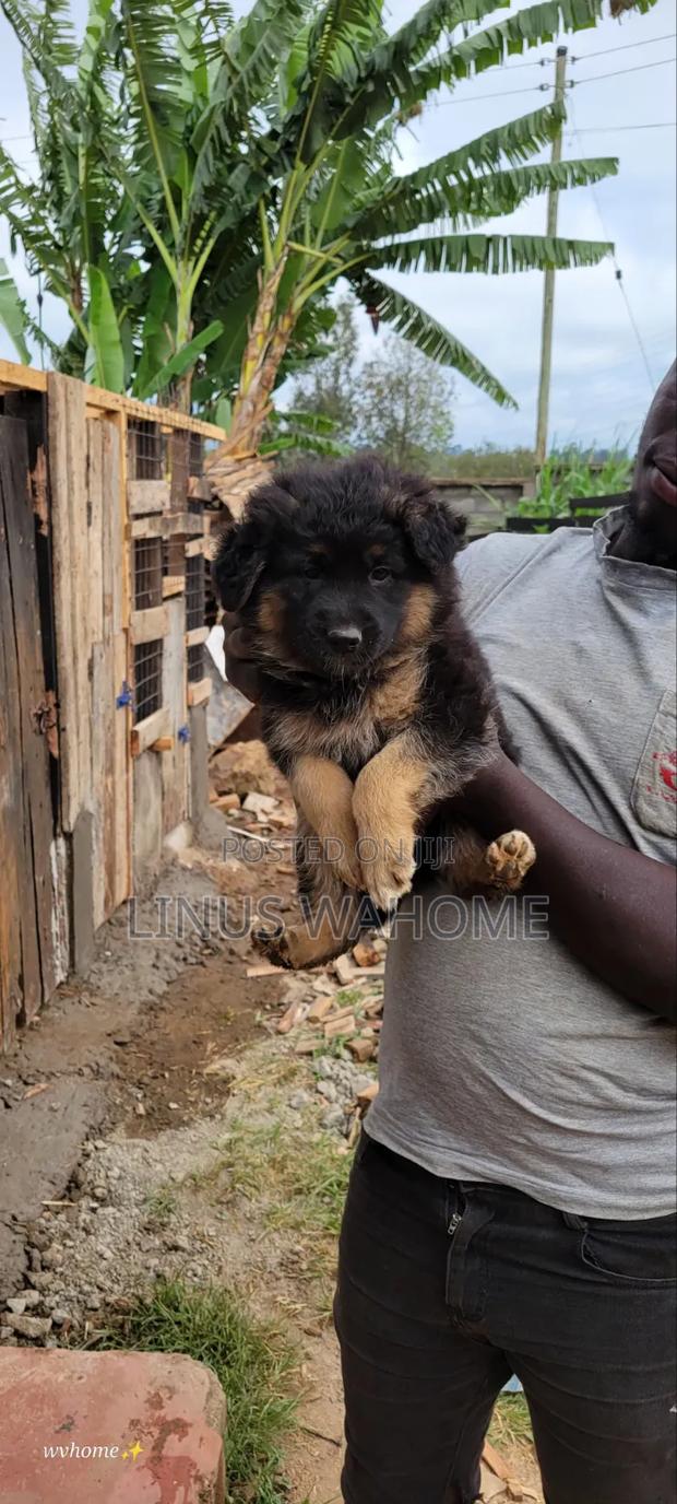 1-3 months Female Purebred German Shepherd - thumbnail 2