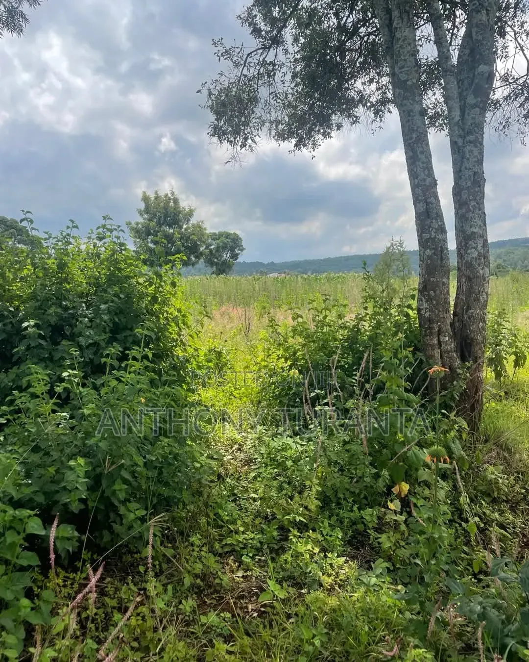 1/8 Plots For Sale