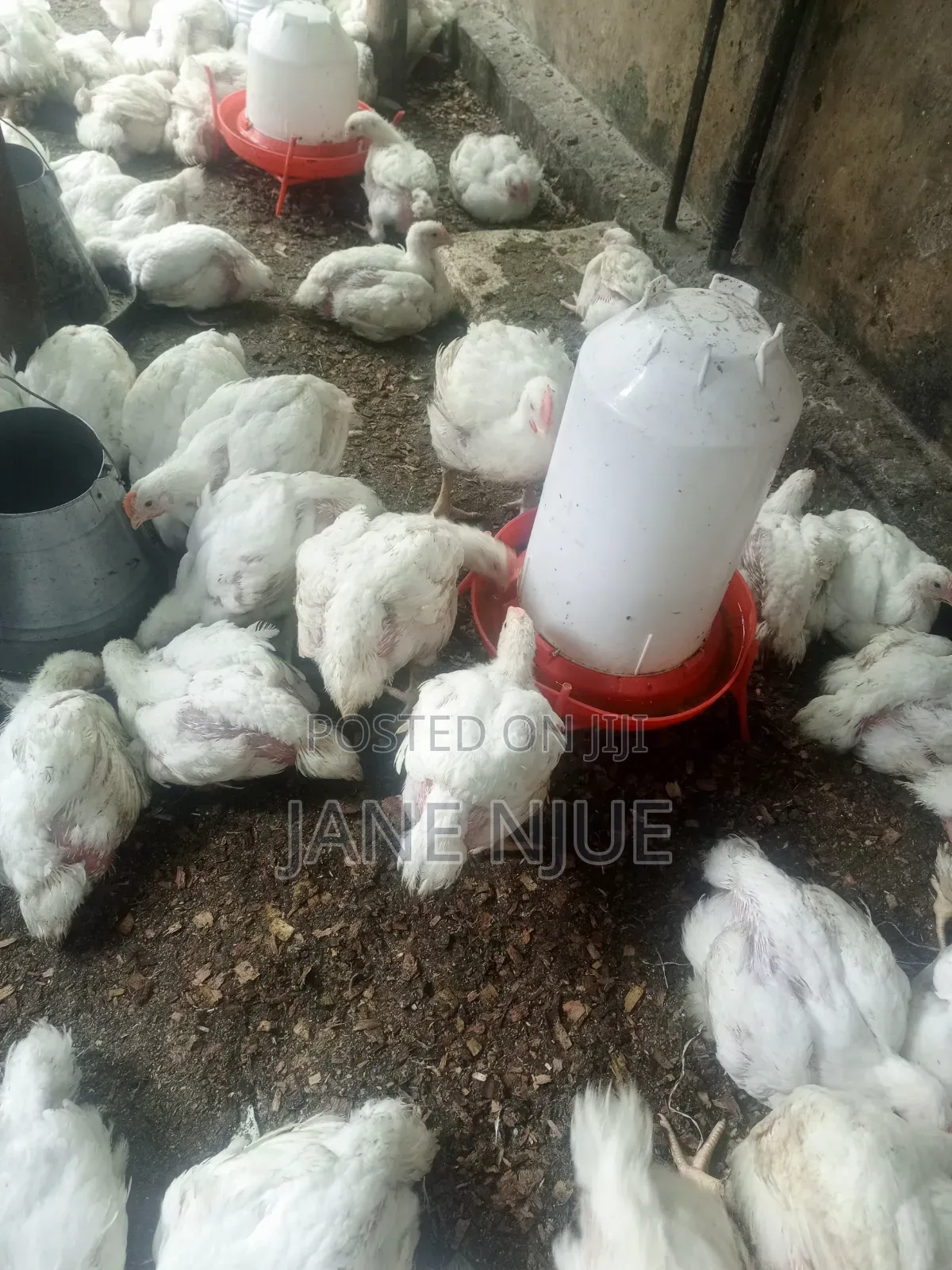 Broiler Chicken