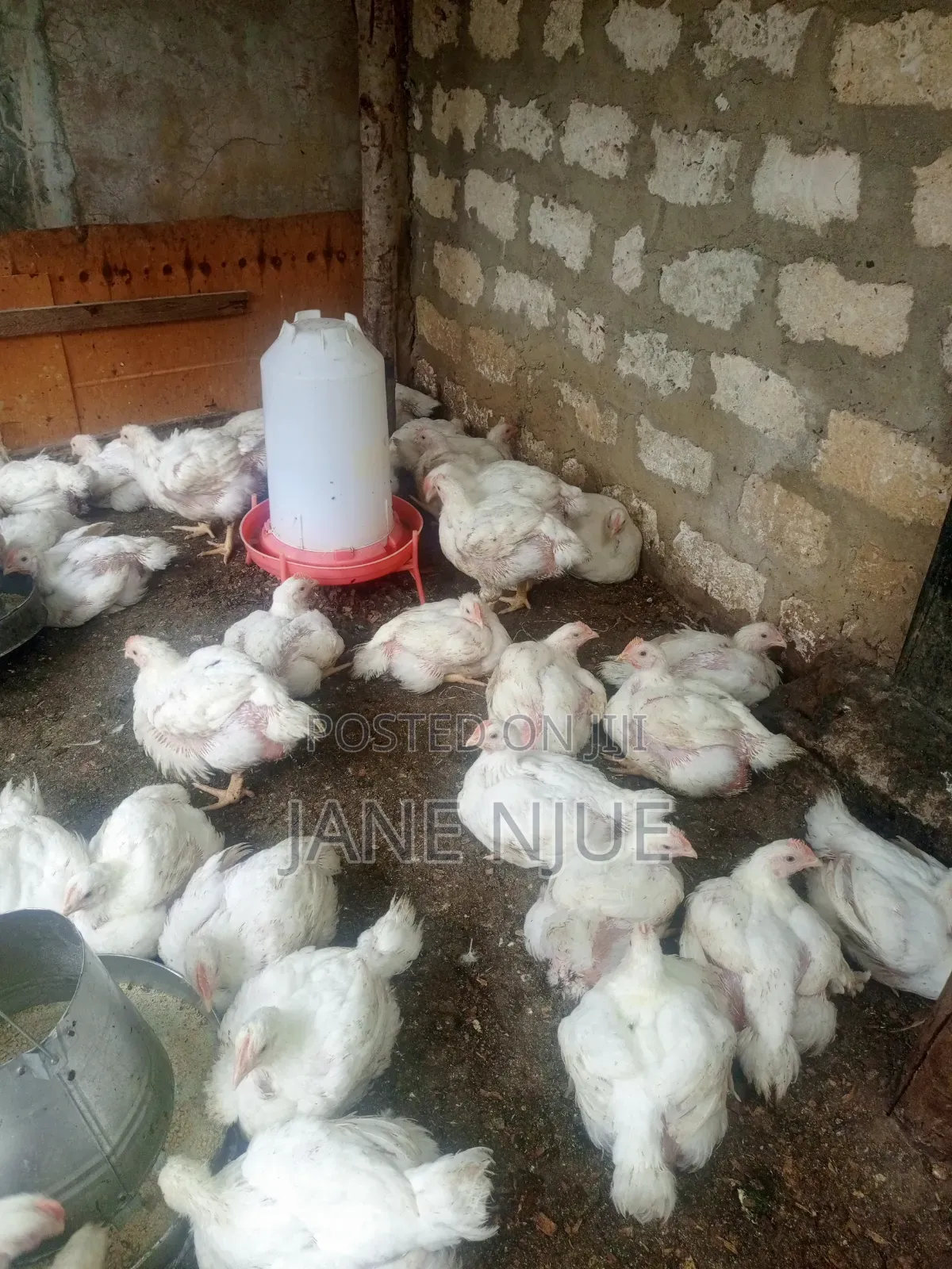 Broiler Chicken