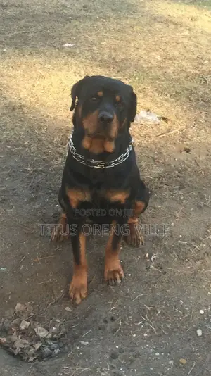 1+ year Male Purebred Rottweiler