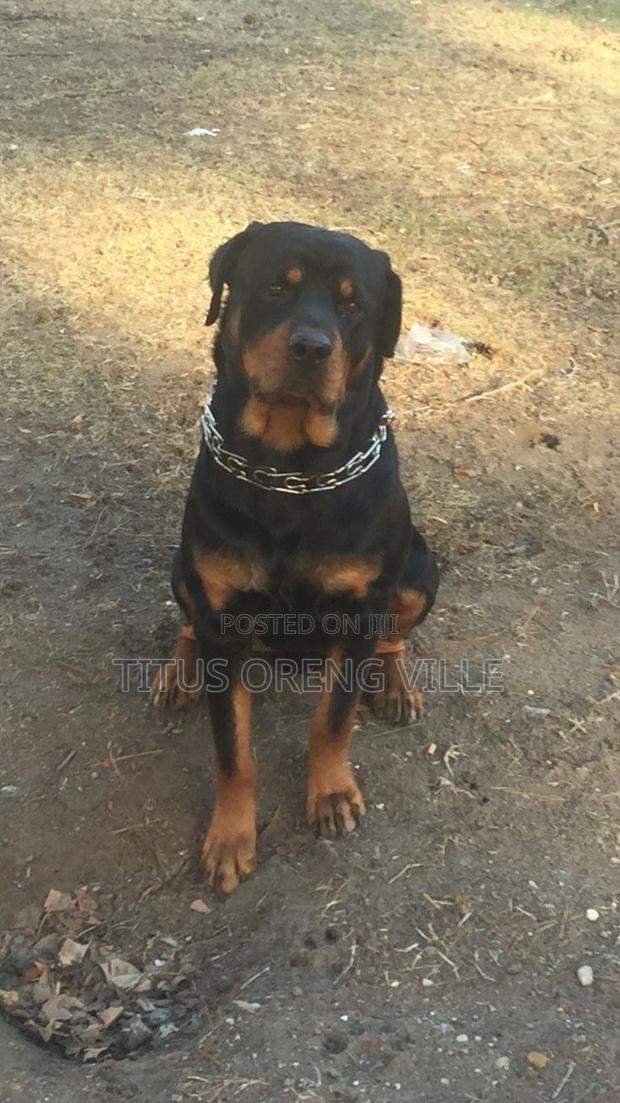 1+ year Male Purebred Rottweiler