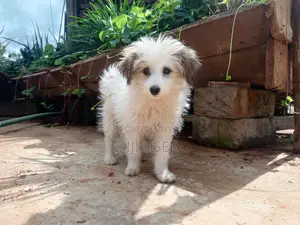 1-3 months Male Purebred Maltese