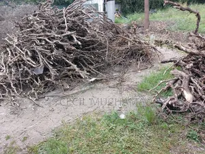 Cooking Firewood