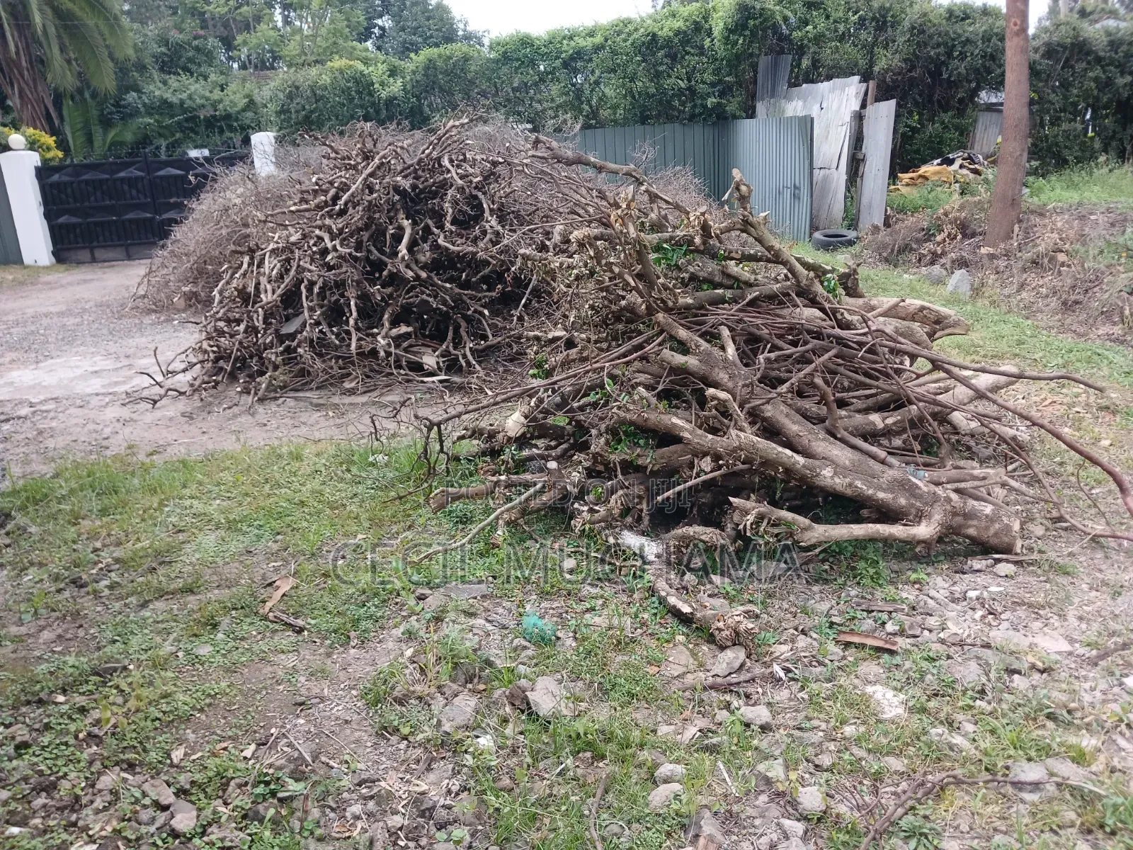 Cooking Firewood