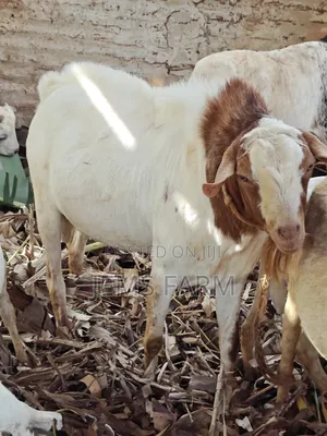 Mature Active He Goat Buck for Breeding