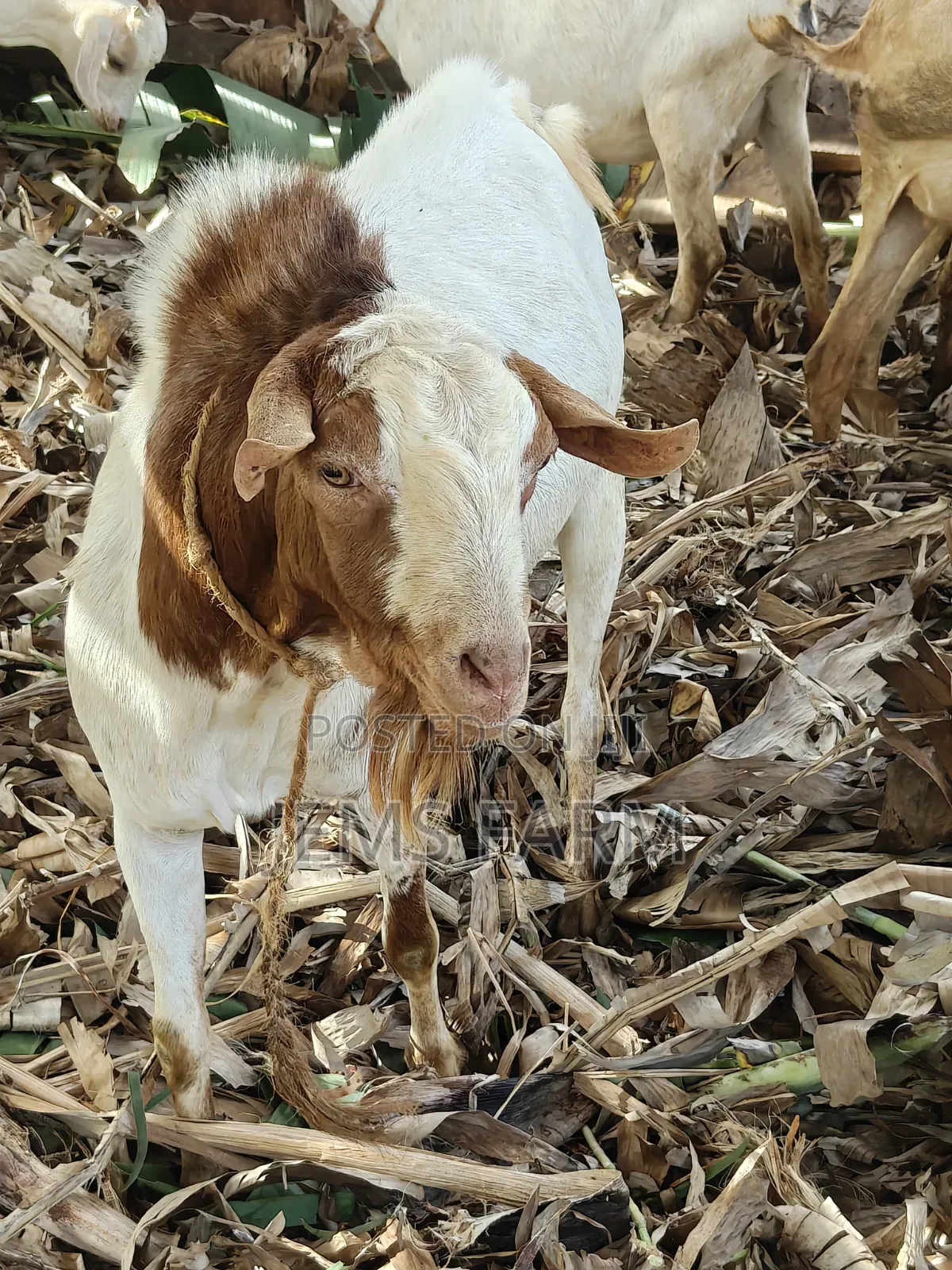 Mature Active He Goat Buck for Breeding
