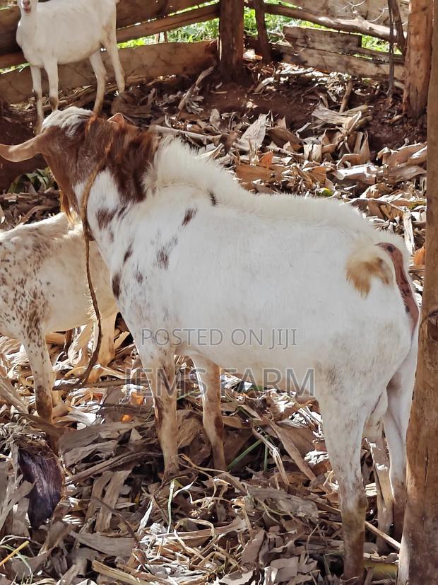 Mature Active He Goat Buck for Breeding - thumbnail 4