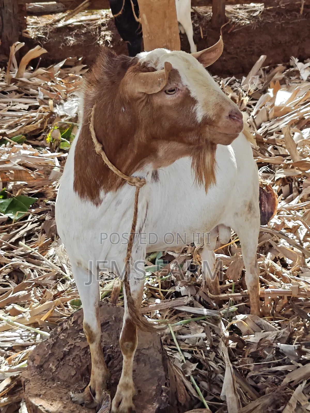 Mature Active He Goat Buck for Breeding
