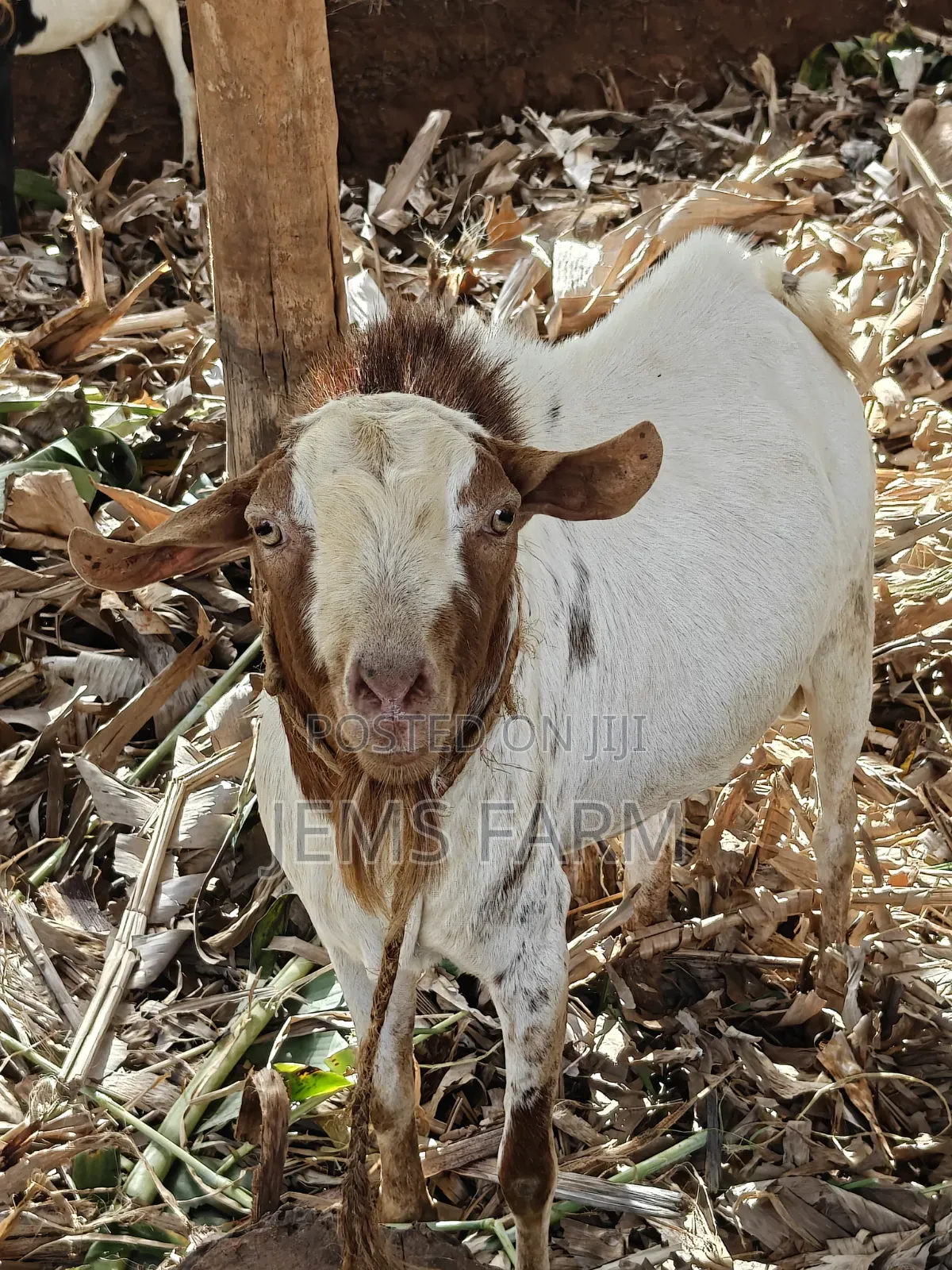 Mature Active He Goat Buck for Breeding