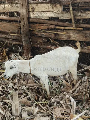 Mature Inkid She Goat/Female Goat