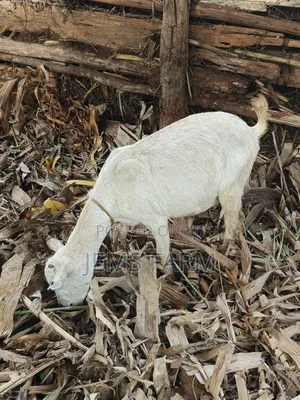 Mature Inkid She Goat/Female Goat