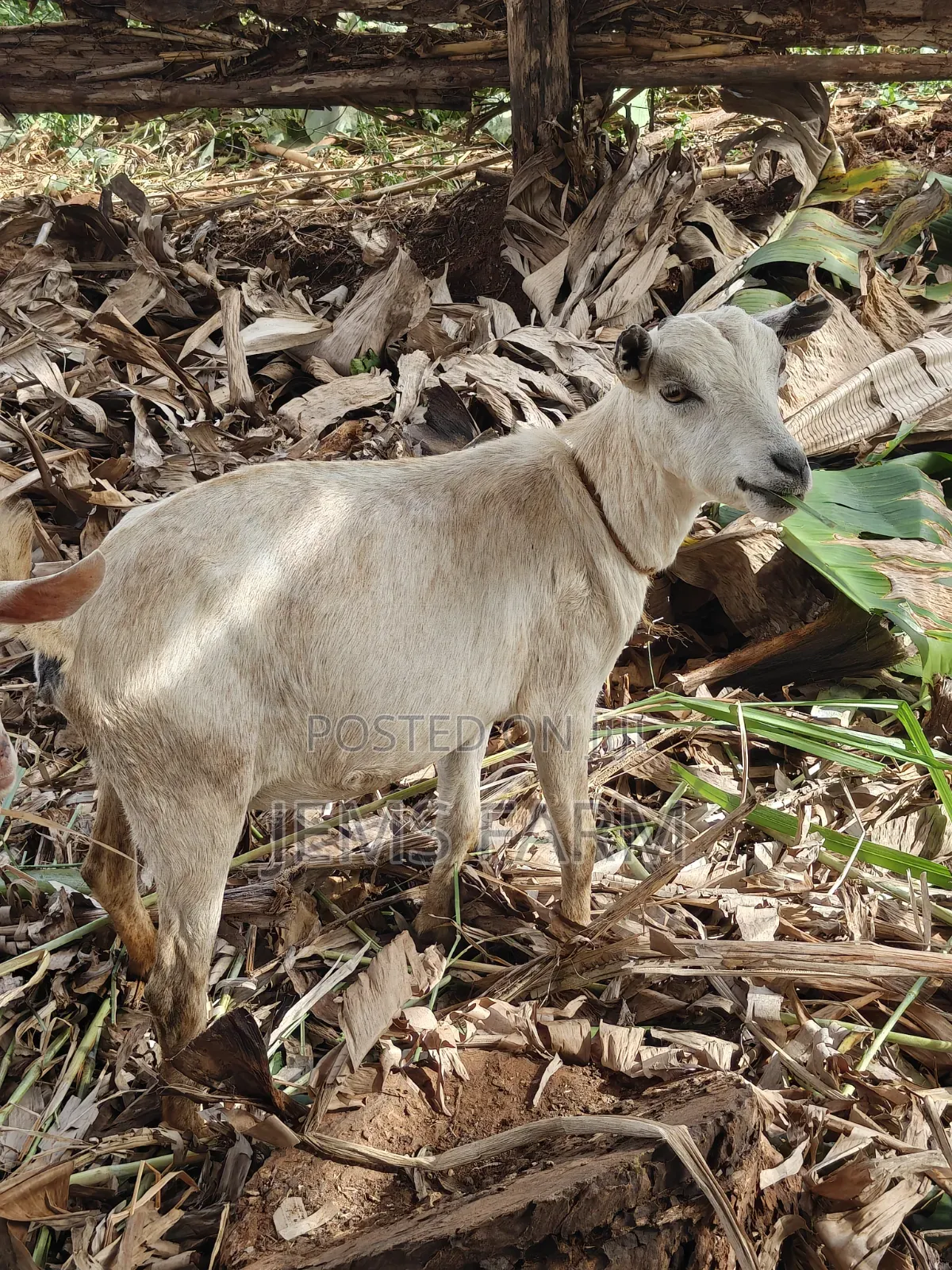 Mature Inkid She Goat/Female Goat