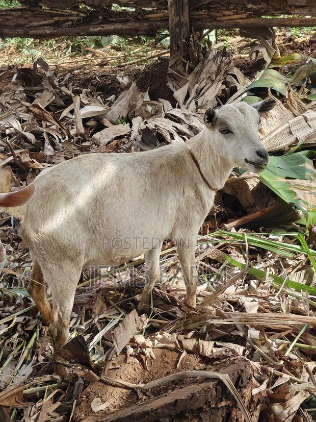Mature Inkid She Goat/Female Goat