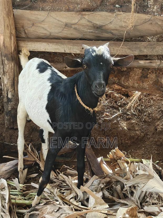 Mature He Goat Active Serving