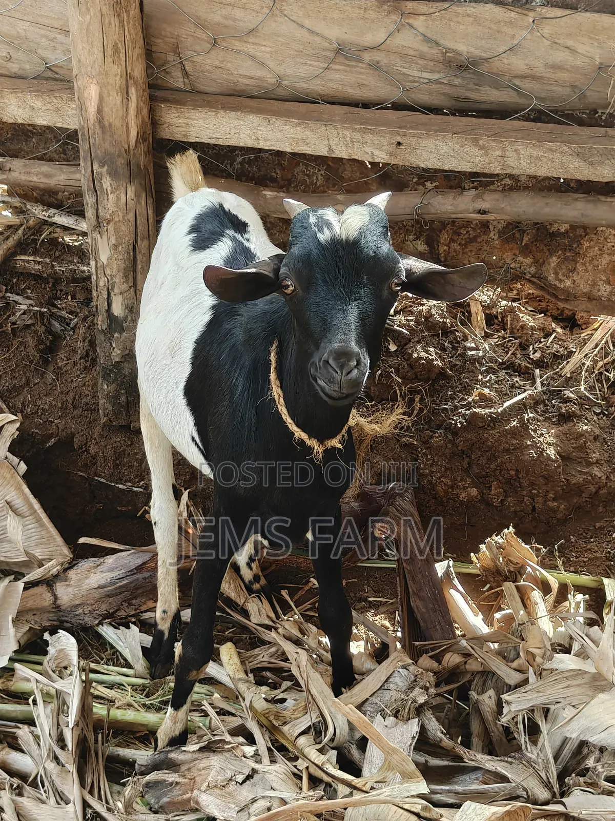 Mature He Goat Active Serving
