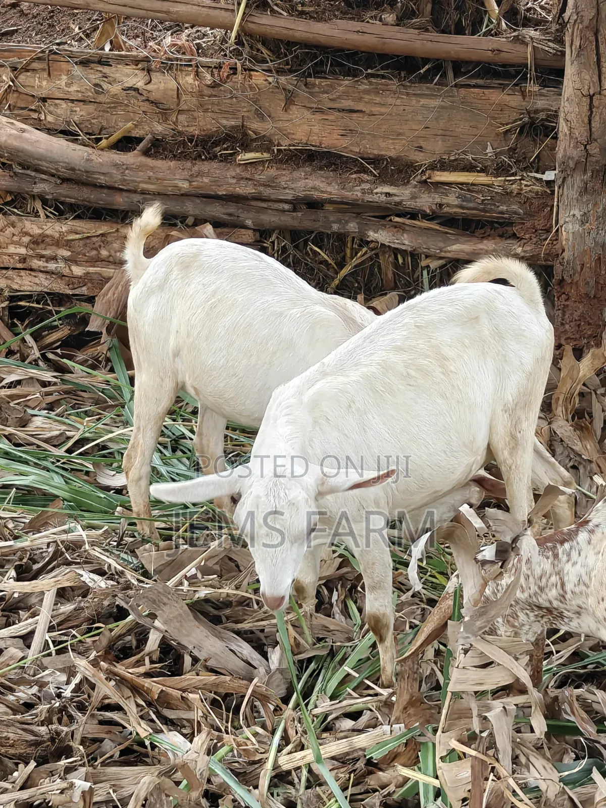 7 Months Upcoming She Goats
