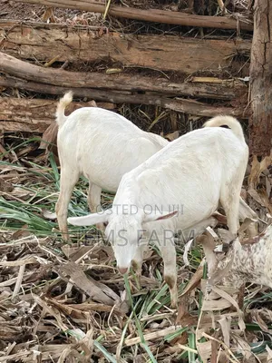 7 Months Upcoming She Goats