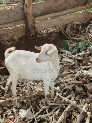 7 Months Upcoming She Goats