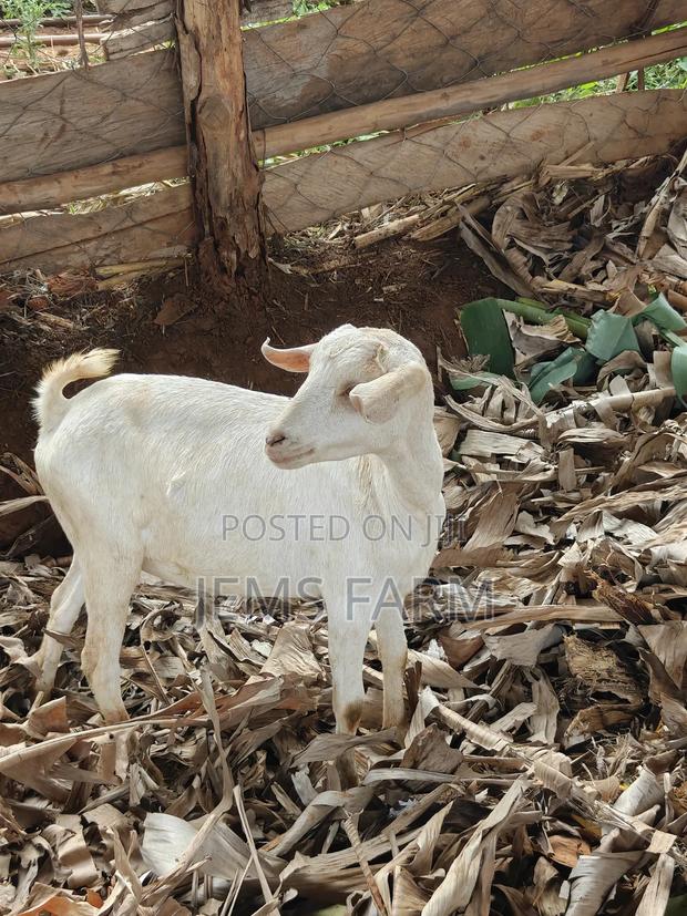 7 Months Upcoming She Goats - thumbnail 2