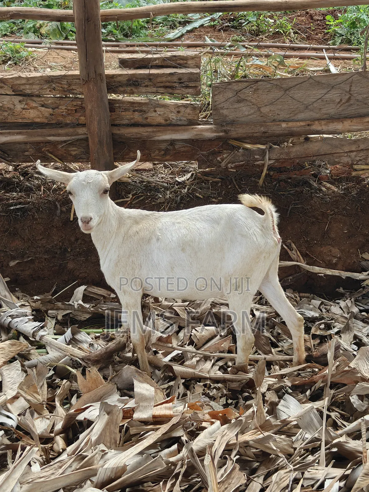 7 Months Upcoming She Goats