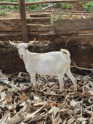 7 Months Upcoming She Goats