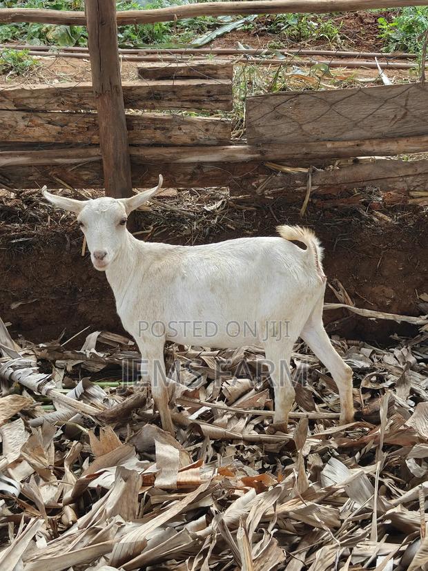 7 Months Upcoming She Goats - thumbnail 3