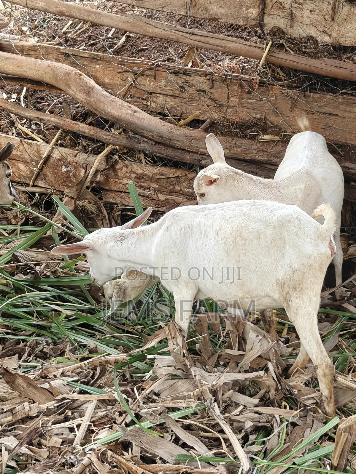 7 Months Upcoming She Goats