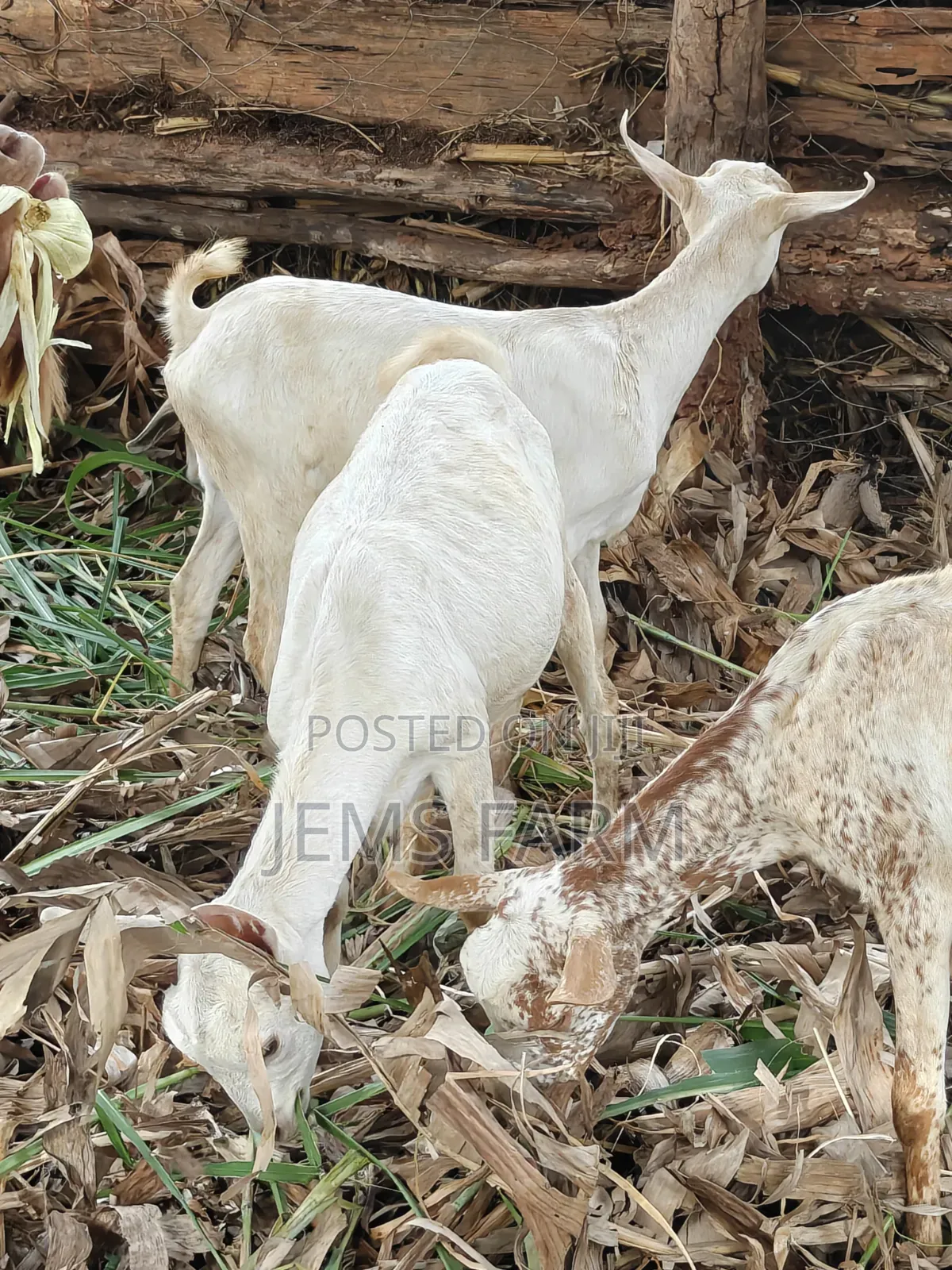 7 Months Upcoming She Goats
