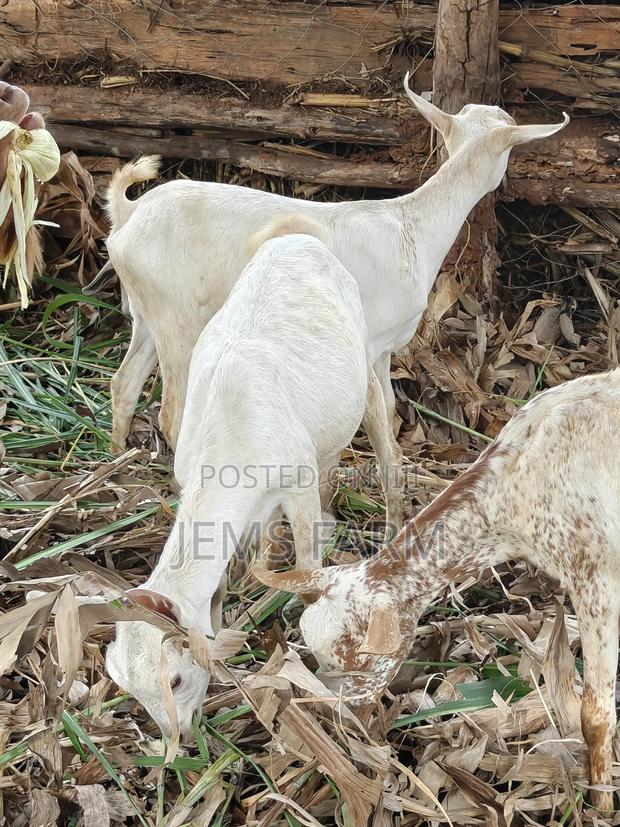 7 Months Upcoming She Goats - thumbnail 5