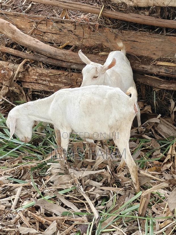 7 Months Upcoming She Goats - thumbnail 6